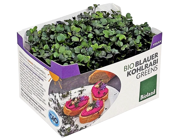 Blauer Kohlrabi Greens