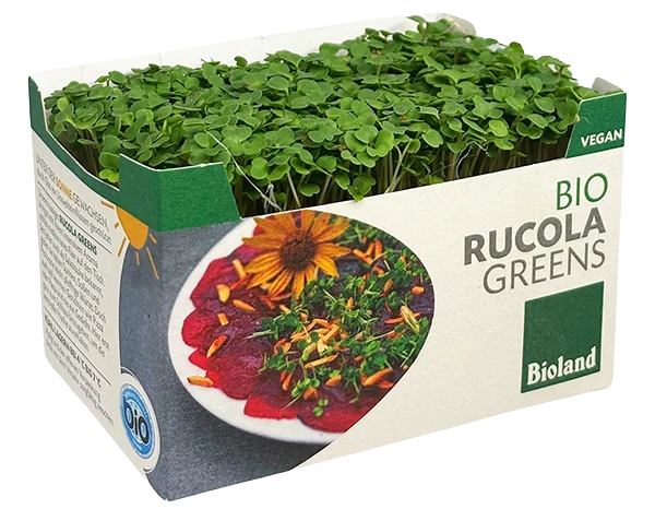Rucola Greens