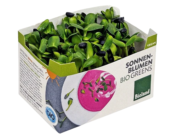 Sonnenblumen Greens